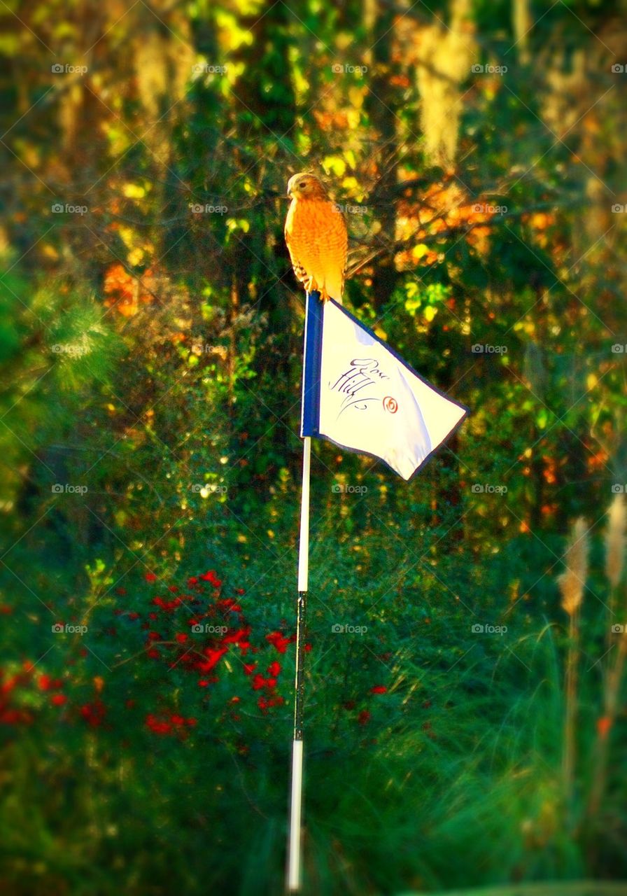 Birdie on number 6 hole