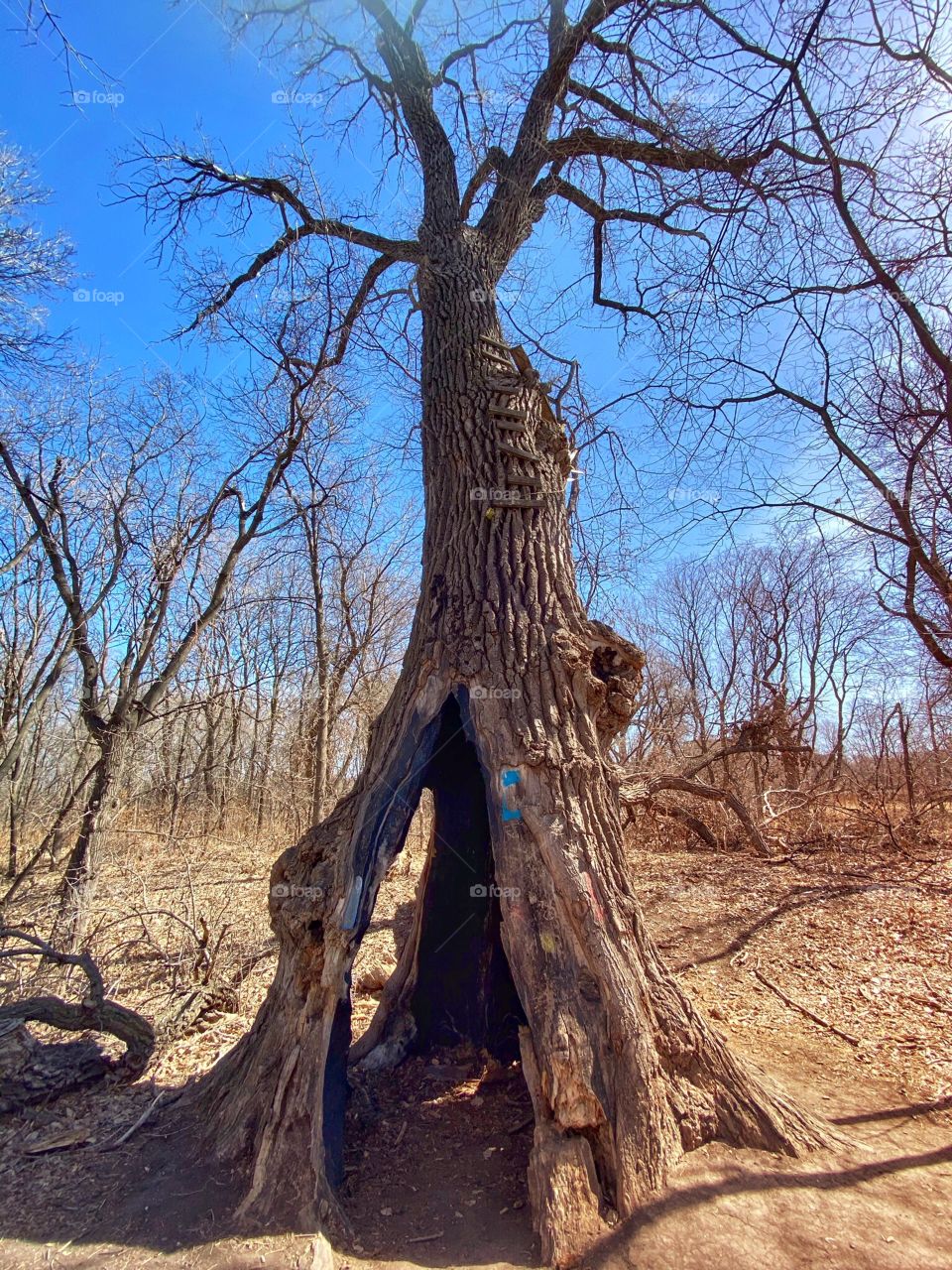 Hollow Cottonwood tree