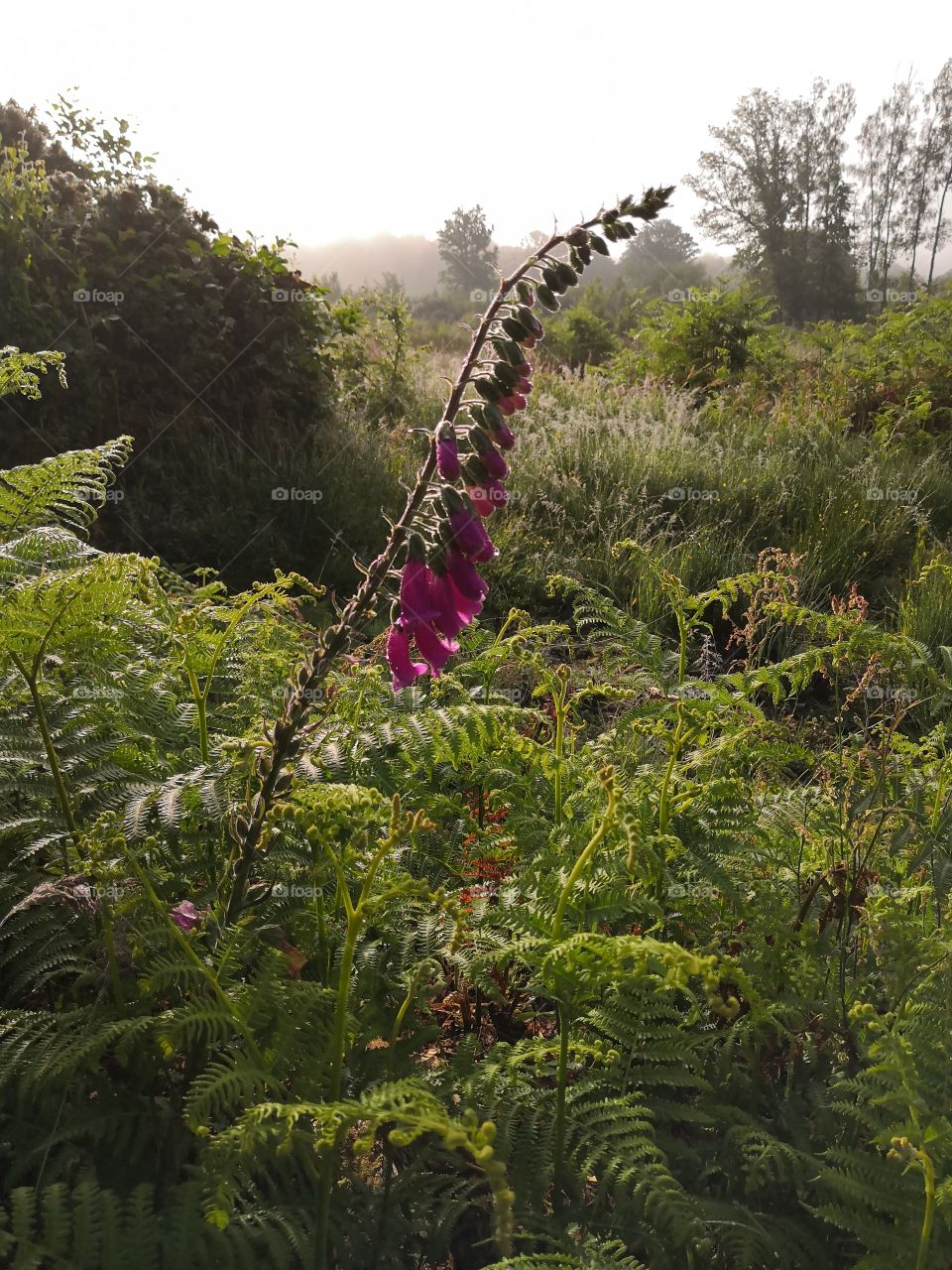 Pink flower in the forest marshes