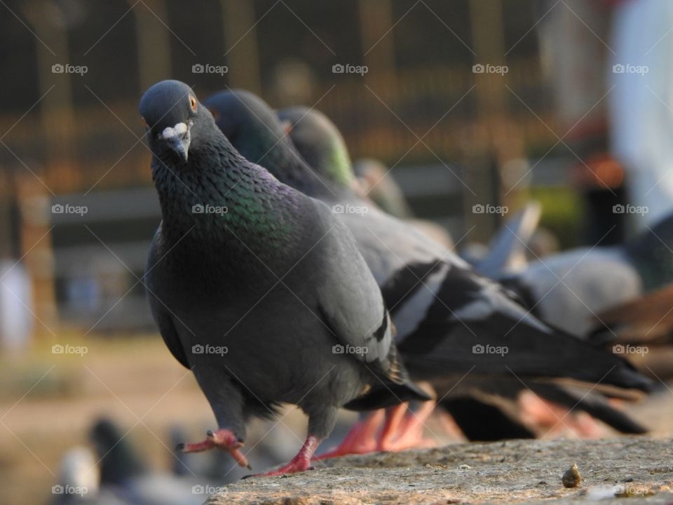 A pigeon walk