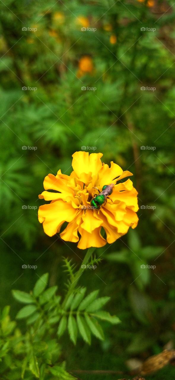A green bee perches on a flower with a yellow color