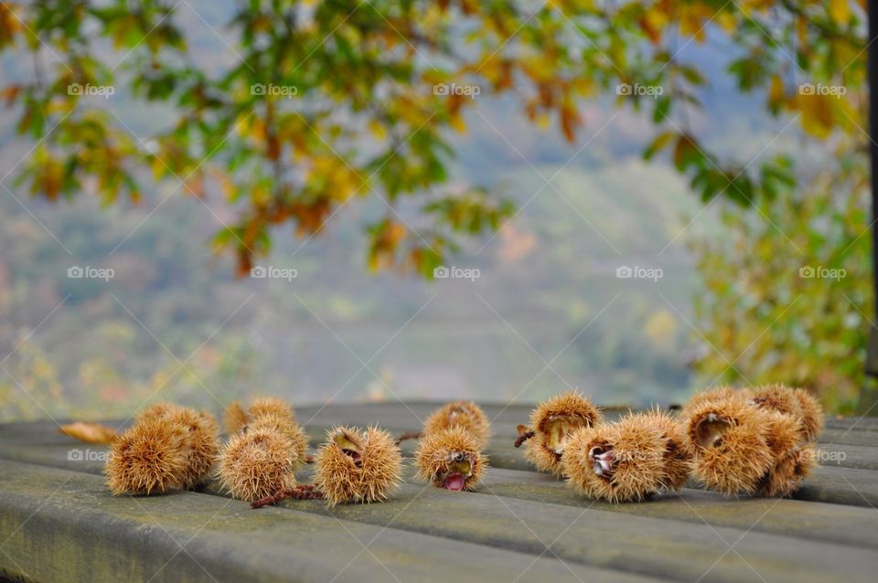 Chestnuts in fall