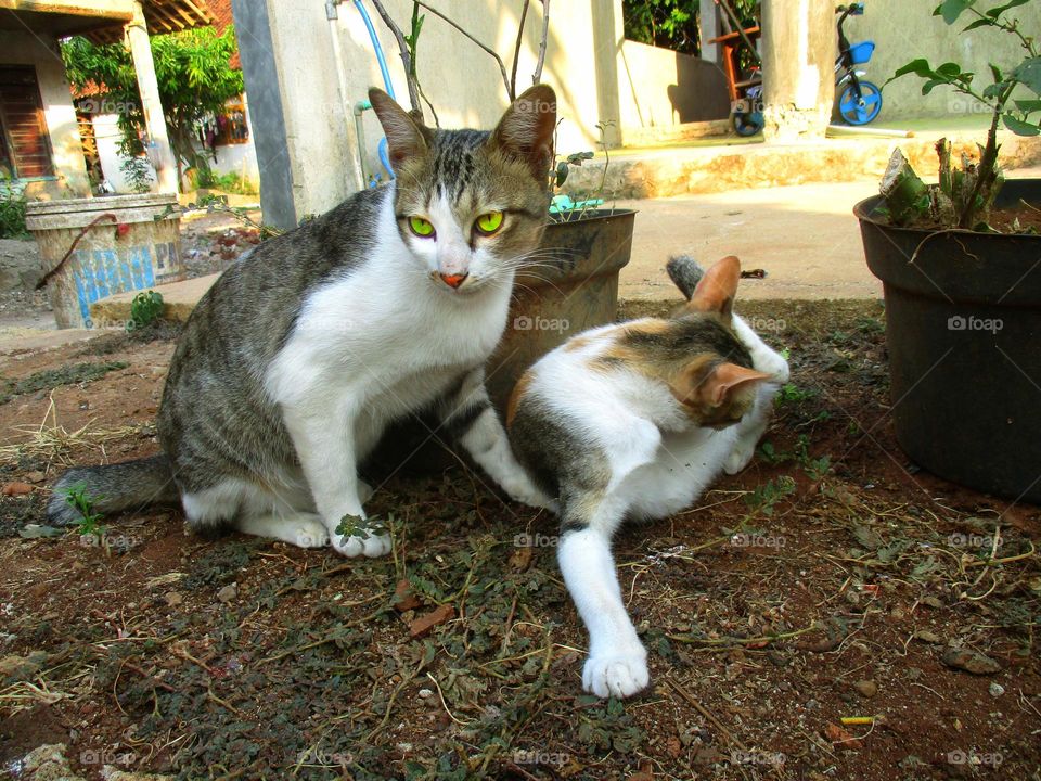 Two cats are in front of the house