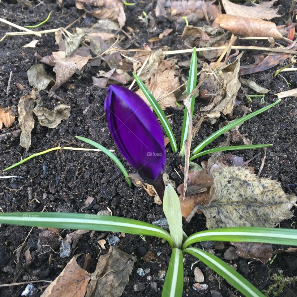 Crocus vernus/Vårkrokus