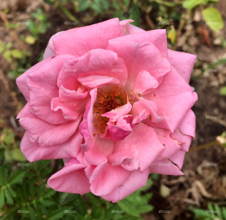 🌹 🇺🇸 Very beautiful flowers to brighten our day.  Live nature and its beauty. Did you like the delicate petals? / 🇧🇷 Flores muito bonitas para alegrar nosso dia. Viva a natureza e sua beleza. Gostaram das pétalas delicadas? 