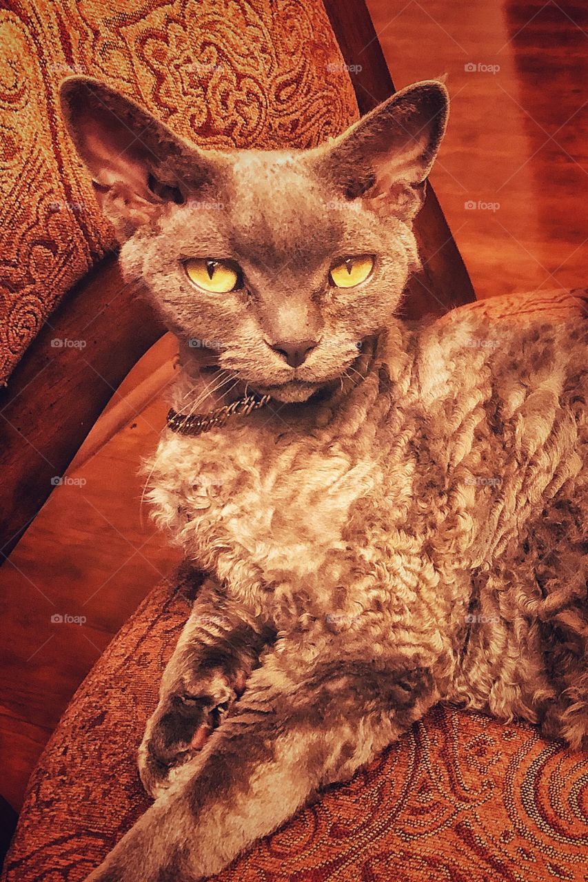 Curly gray cat with green eyes laying on the chair 