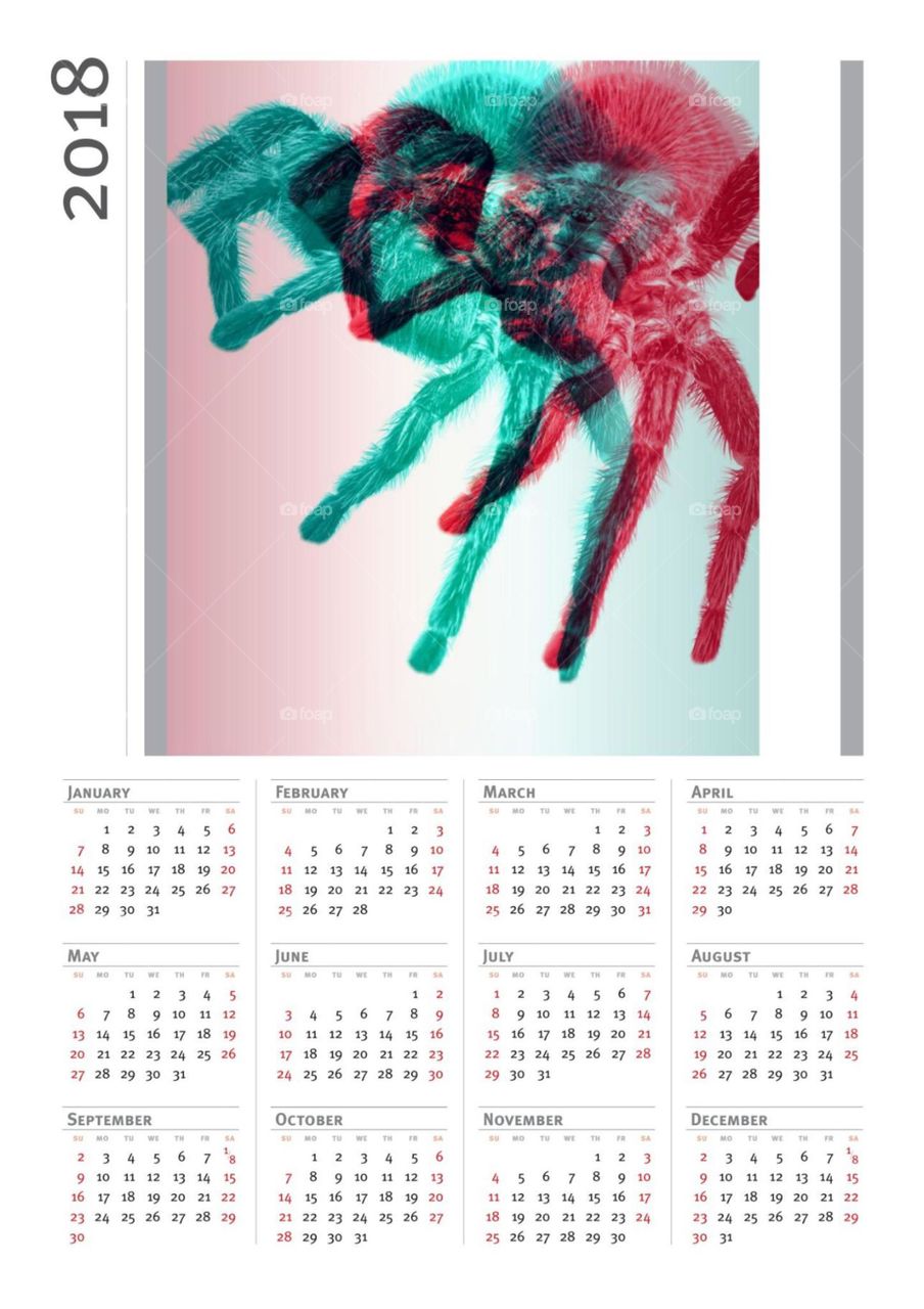 Spinnen Kalender 1