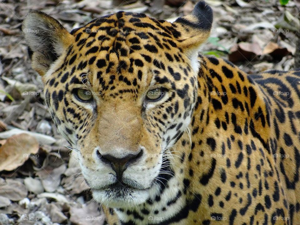 Portrait of jaguar