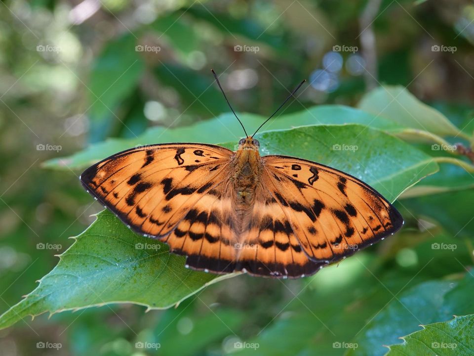 Beautiful and cute butterfly