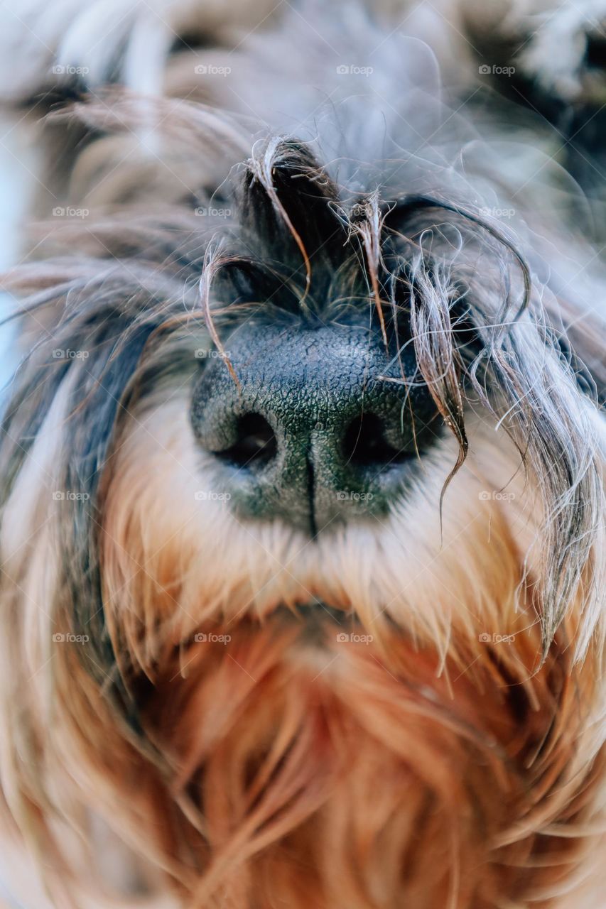 Close up of a dog’s nose 