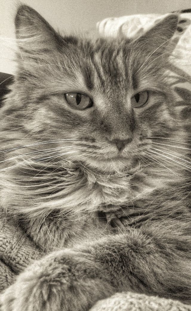 Marmalade 