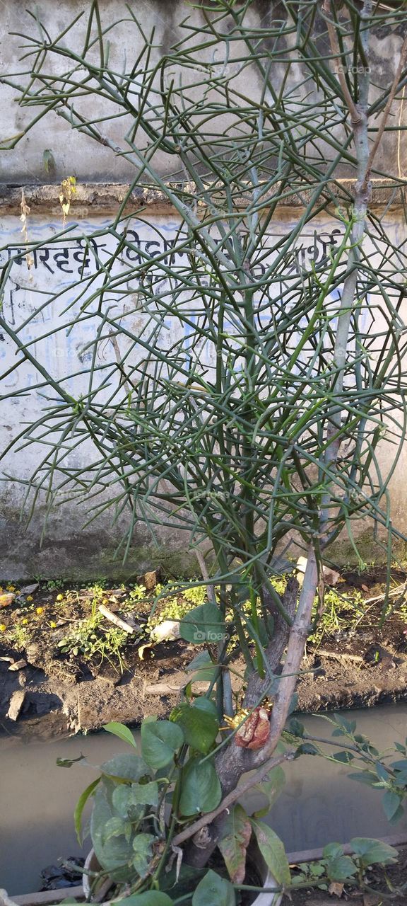 The tree is looking like a rod.