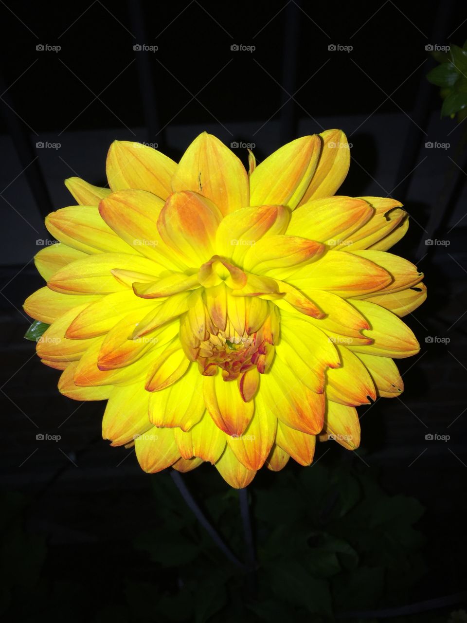 Yellow Dhalia 