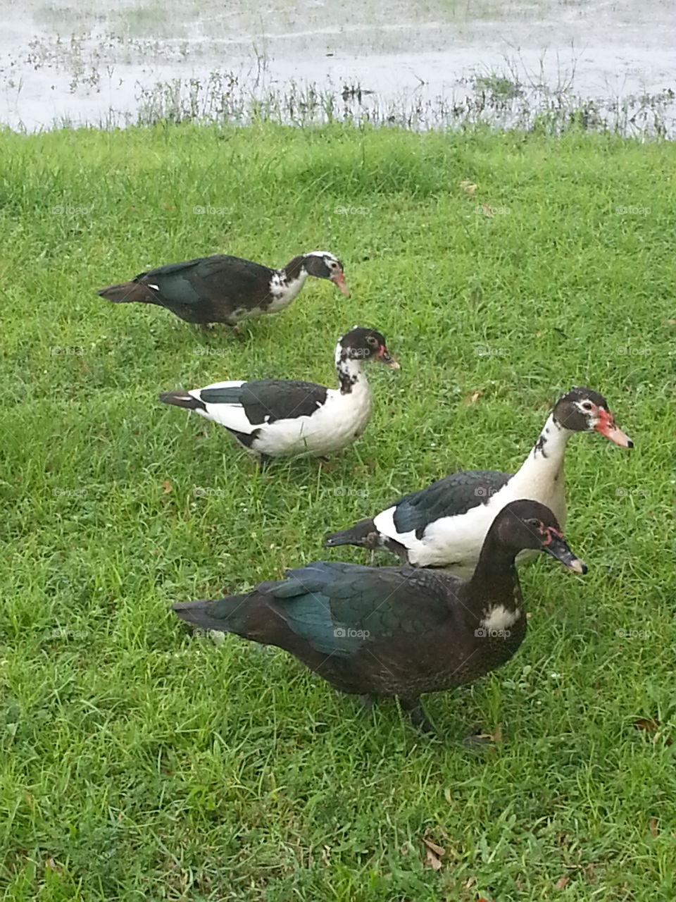 ducks