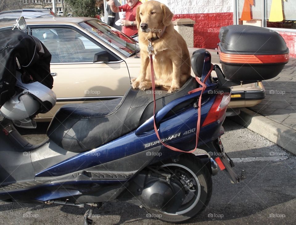 A spring walk with your dog, golden dog on the back of a motor bike