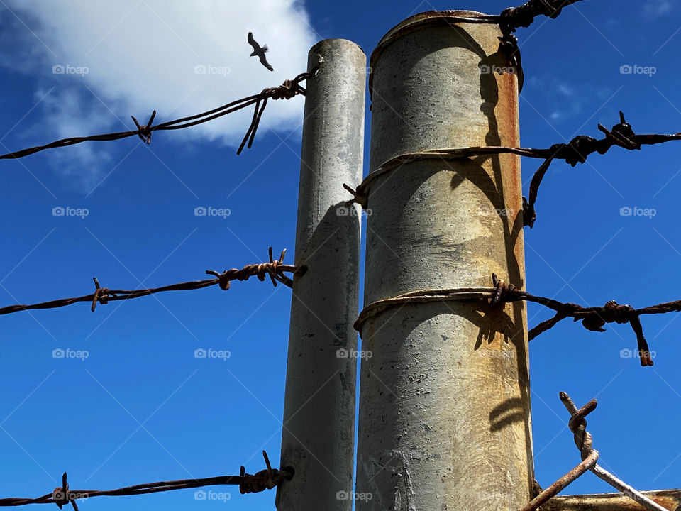 Bird flying above a barbed wire fence 