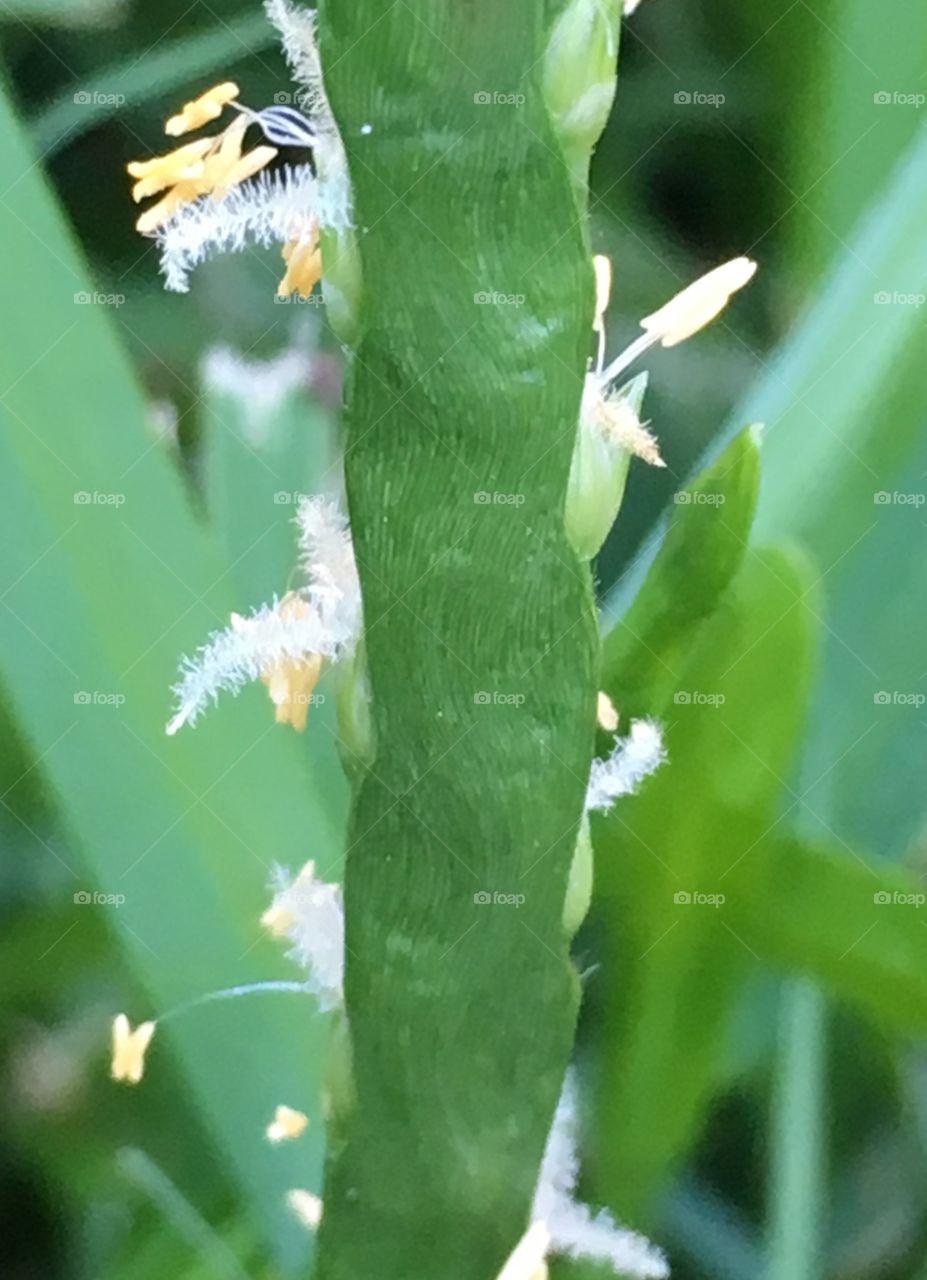Blade of Grass in Bloom