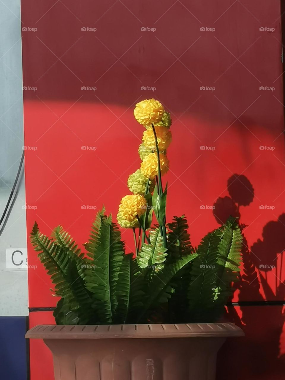 “The way you look at me is like a Marigold, the more I love you, the brighter you glow.