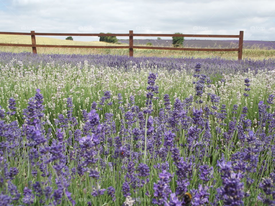 Scented Lavender