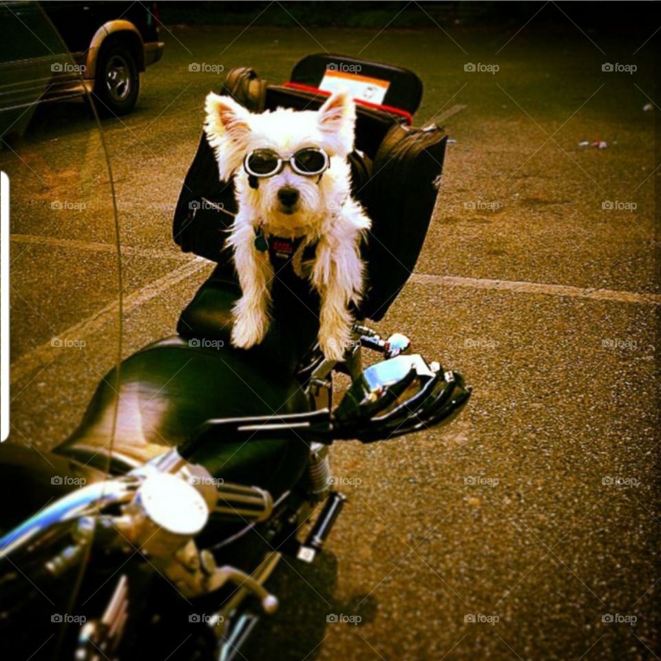 Motorcycle Pup