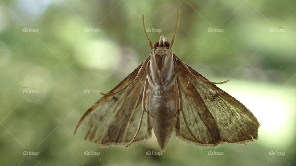 Closeup of a moth on a glass window