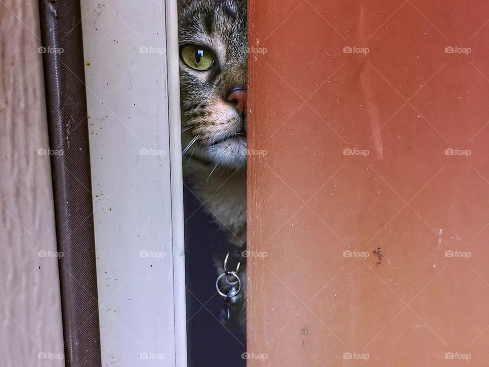 Floofer model status 