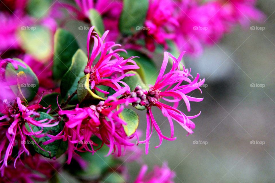 pink ribbon flowers.