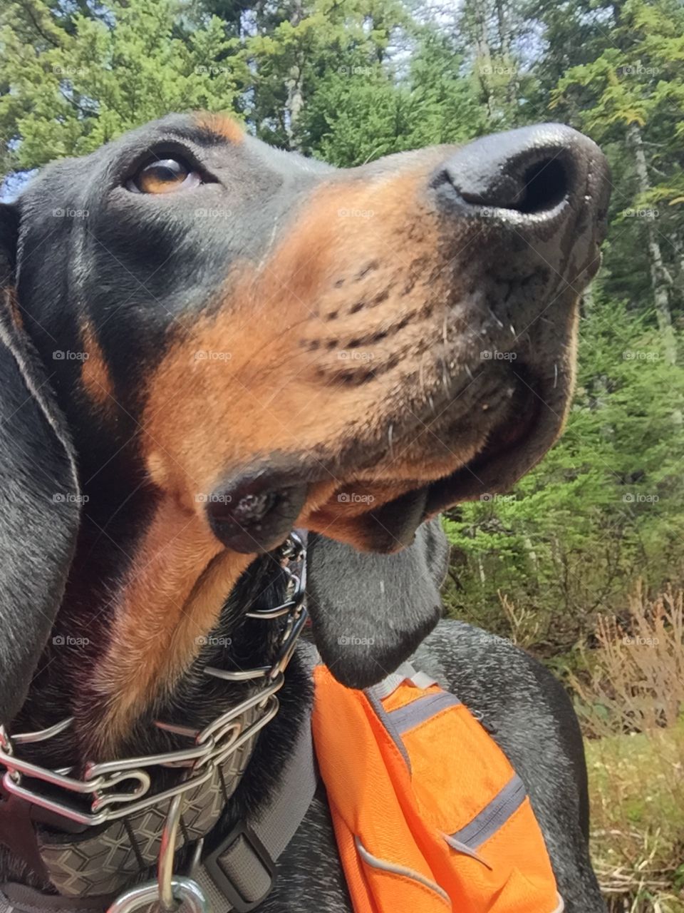 My best pal. My hiking partner