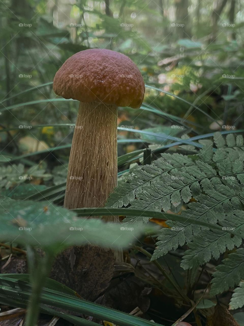 Summer forest panorama with mushrooms 