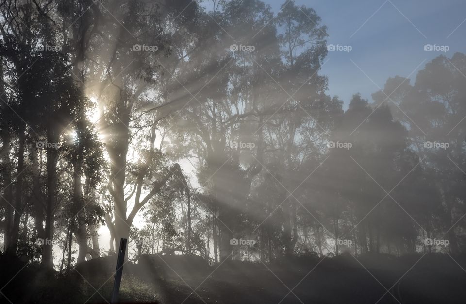 Sunrays through the trees at morning