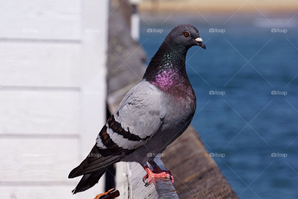 Beautiful Pigeon on Pier