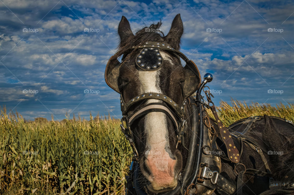 Portrait of black horse