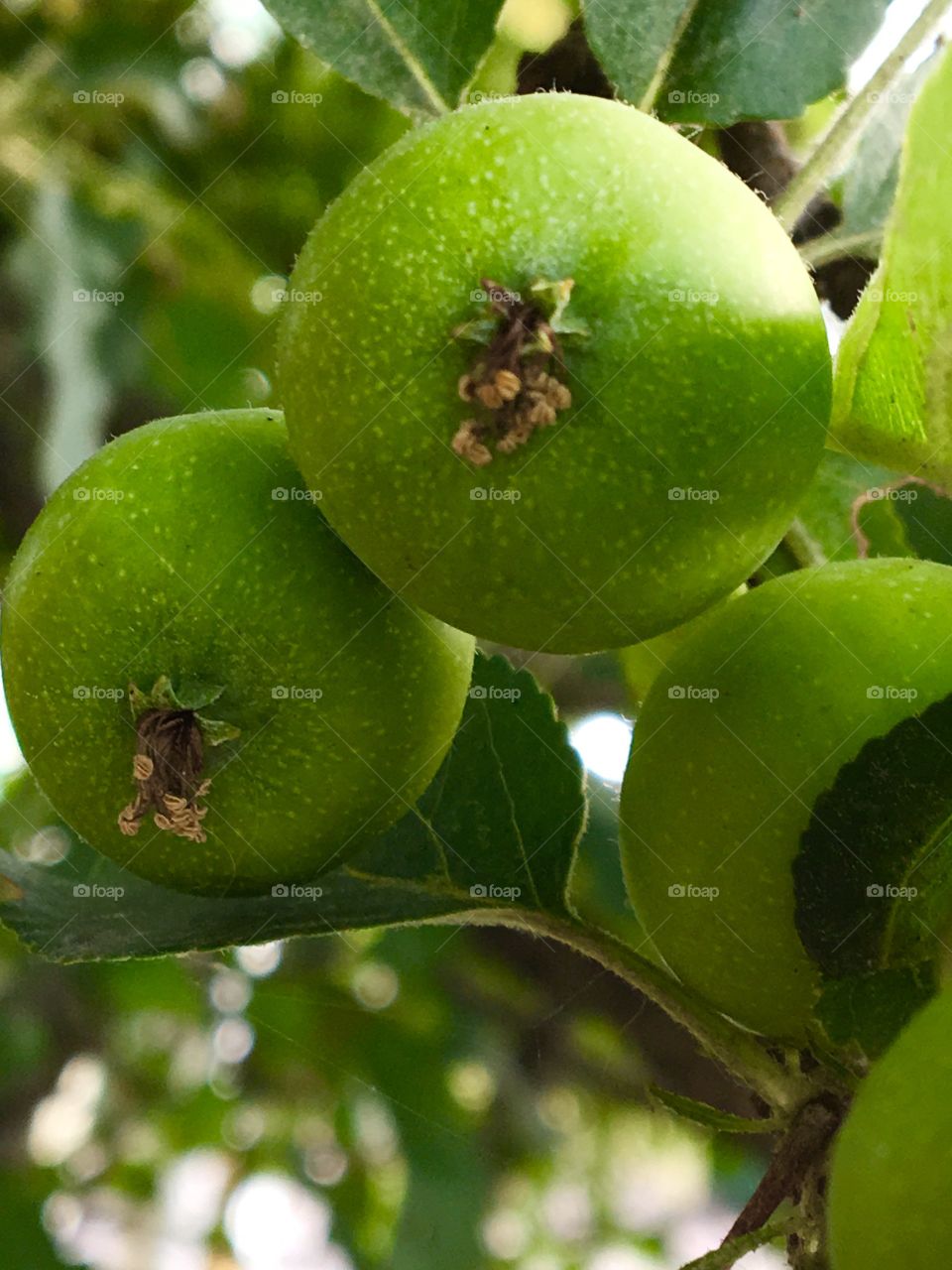 Little green apples