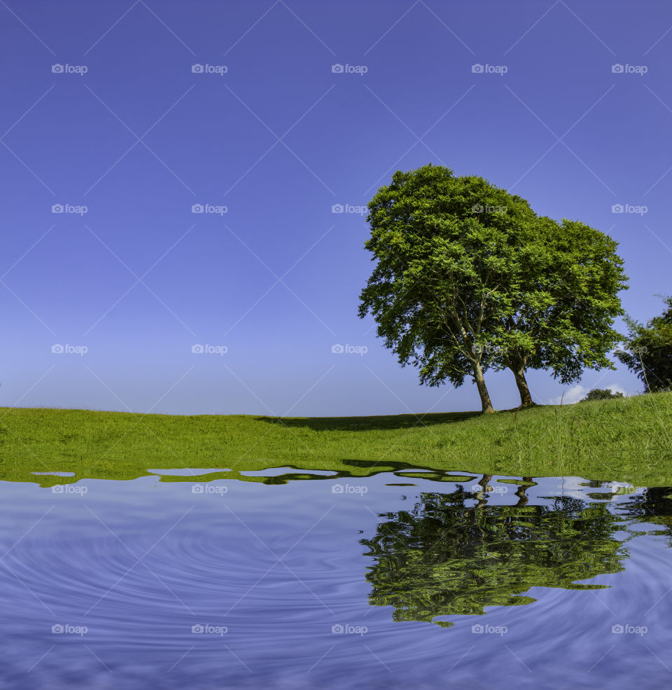 The reflection of trees and grass in the water on the bright sky.