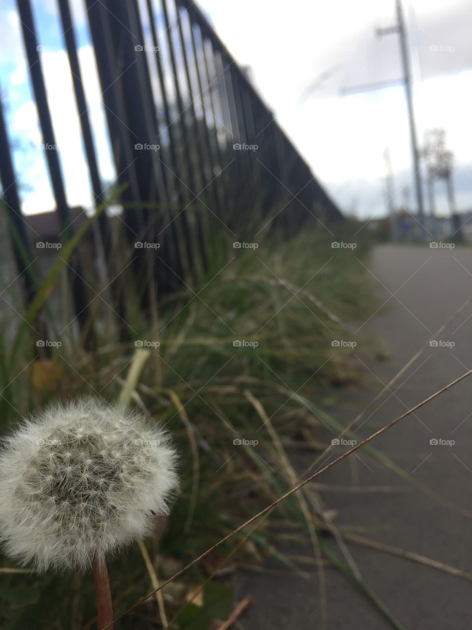 the dandelion and falls road