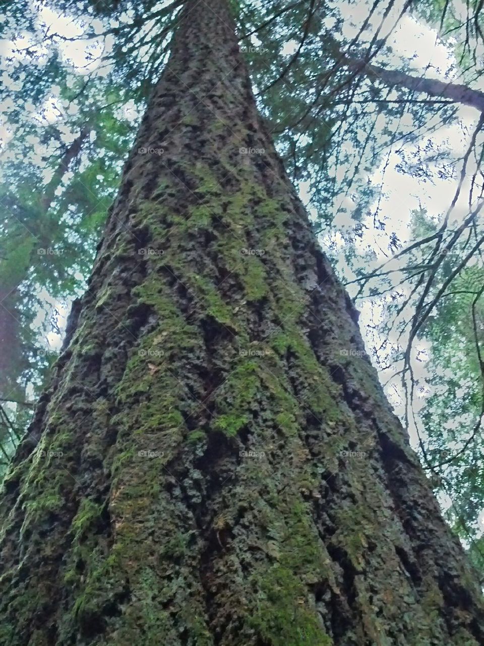 barking up the wrong tree