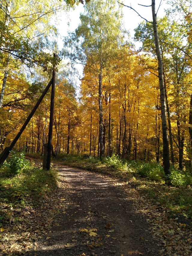 Autumn forest