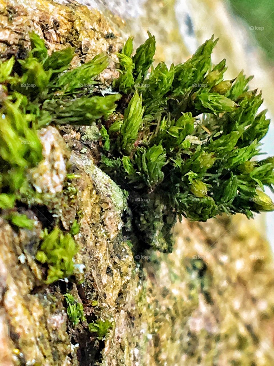 Moss close up 