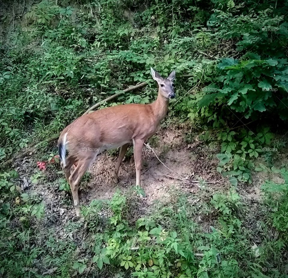 Deer trying to be invisible