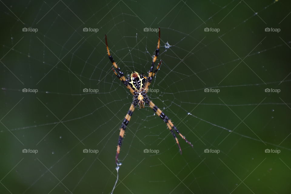 yellow colored spider on web