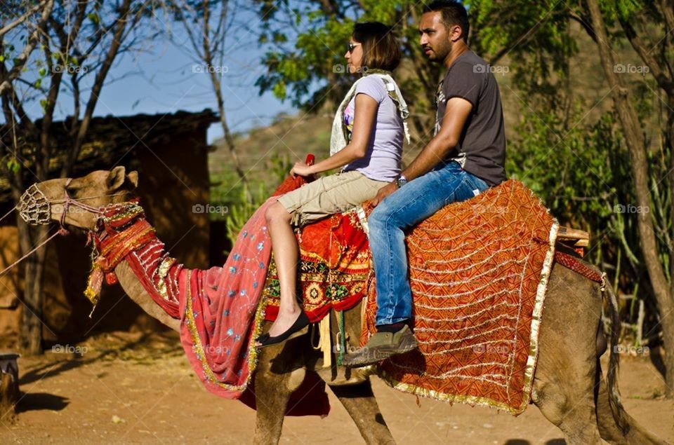 Camel ride in udaipur, India