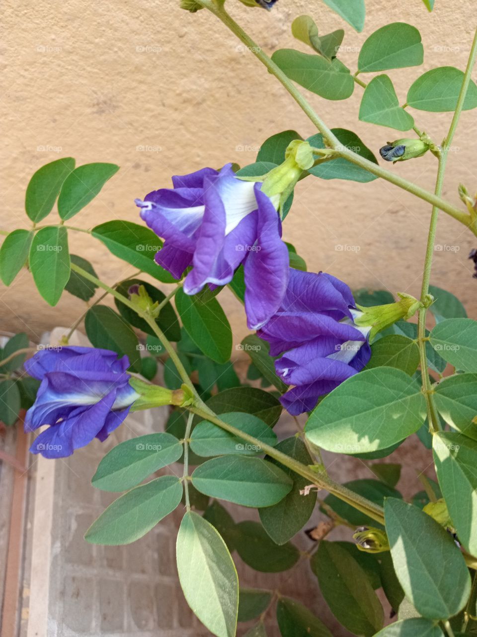 beautiful purple flowers