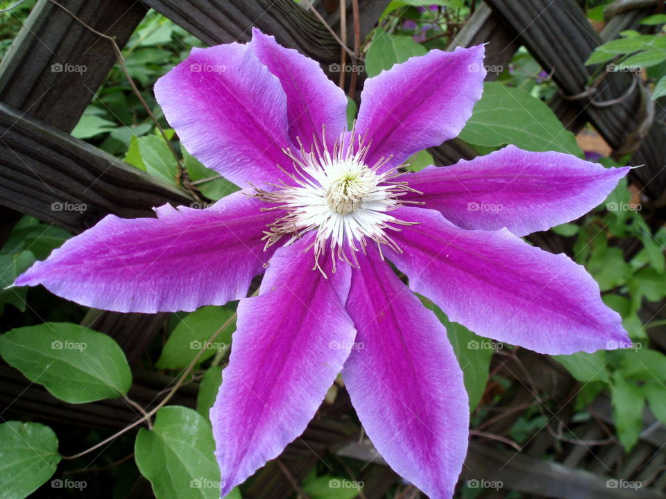 Purple. This clematis is climbing on the trellis just to the right of our house.