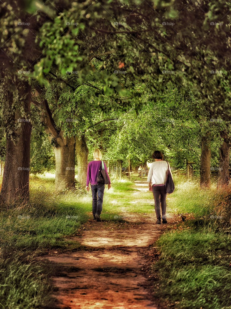 Path. Footpath through wood