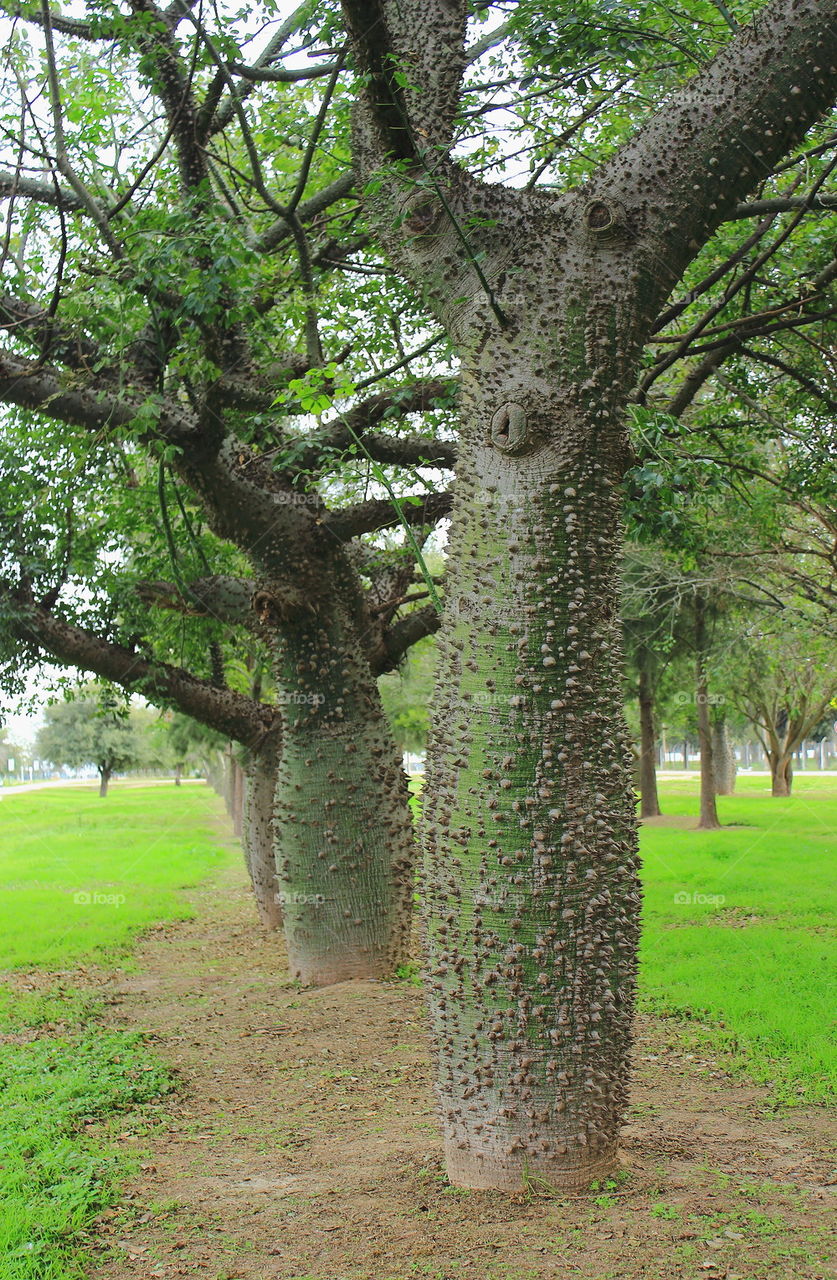 palo borracho