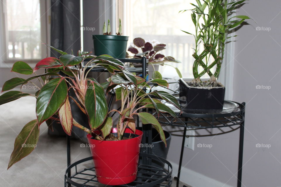 House Plants