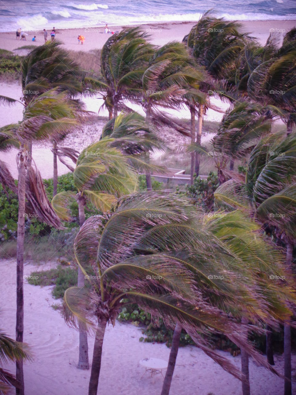Palm trees on beach blowing before storm.