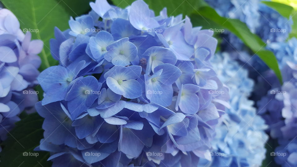 Close-up of a hydrangea flower