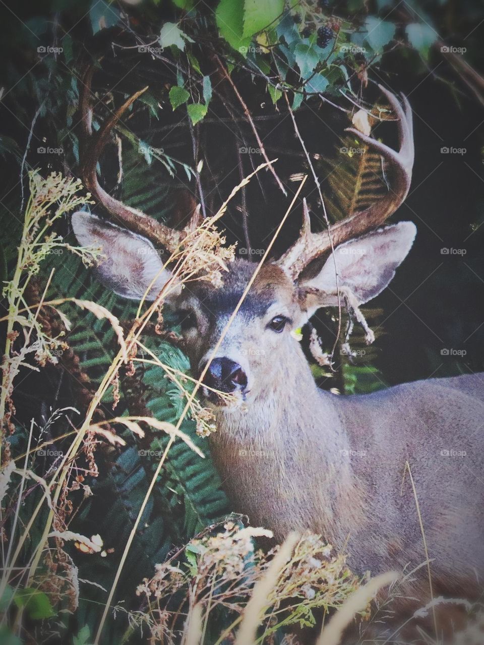 Blending into the surroundings of a wooded hiking path, a healthy, young buck takes a quiet moment 