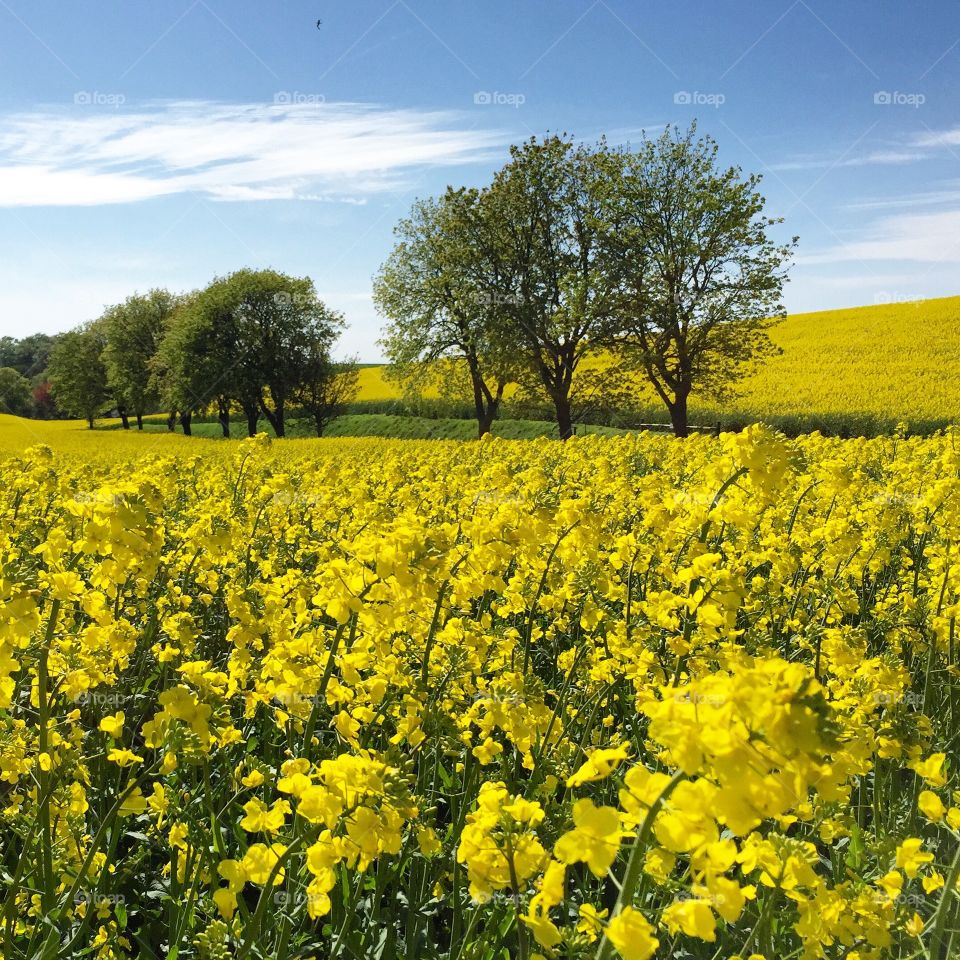 Yellow field 